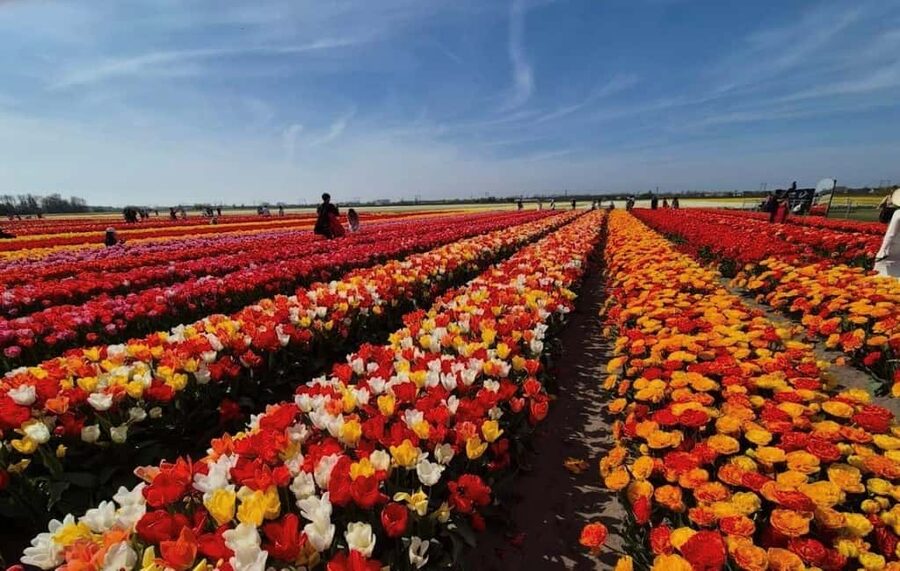 Amsterdam : Tulip Wonderland Tour - A close look at Holland’s famous tulips