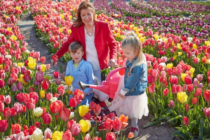 Amsterdam : Tulip Wonderland Tour - Tulip Barn’s garden and photo spots
