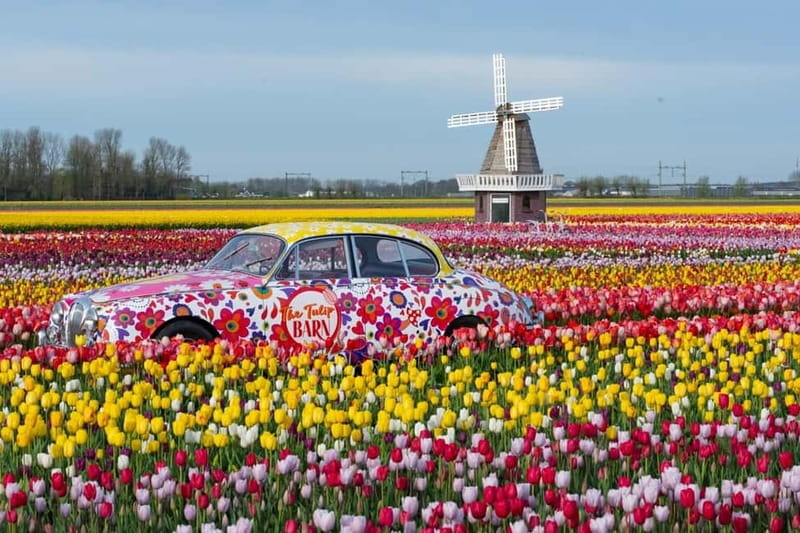 Amsterdam : Tulip Wonderland Tour - Why an early start can make a difference