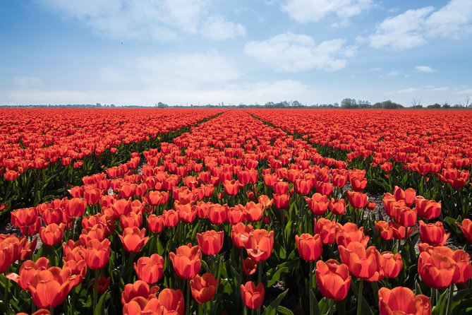 Amsterdam TulipFields of Holland Tour - Why this Amsterdam tulip tour feels different
