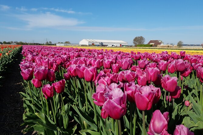 Amsterdam TulipFields of Holland Tour - The two-hour ride through the Flower Bulb Region