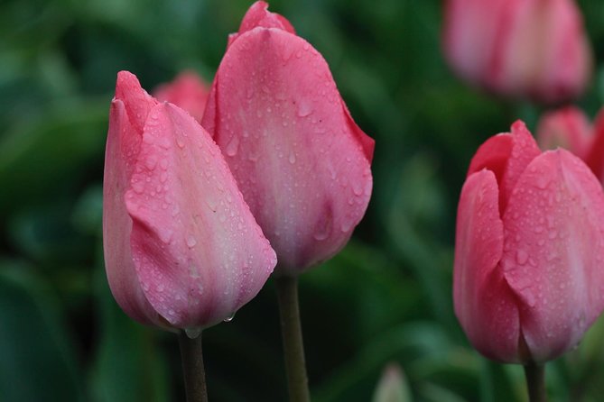 Amsterdam TulipFields of Holland Tour - What the small group changes