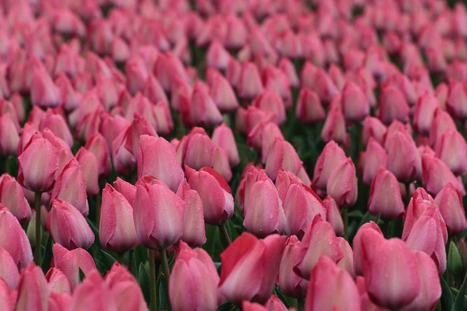 Amsterdam TulipFields of Holland Tour - Food, comfort, and the $216.26 price
