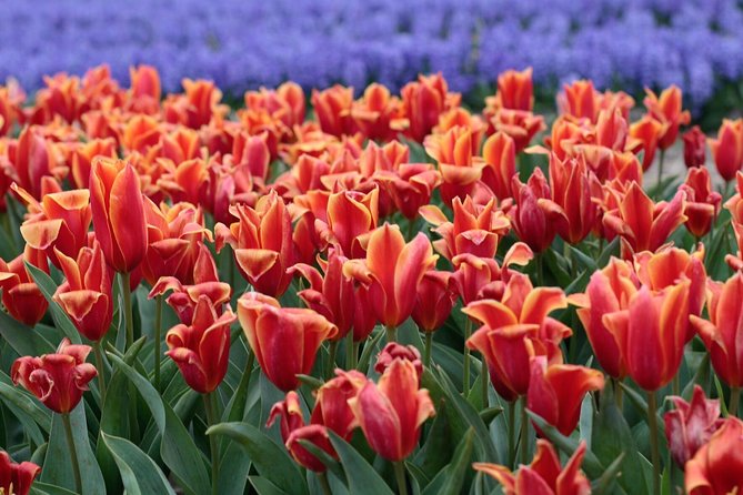 Amsterdam TulipFields of Holland Tour - Timing, weather, and what to expect