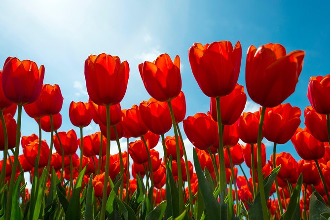 Amsterdam TulipFields of Holland Tour - Who will get the most from this outing