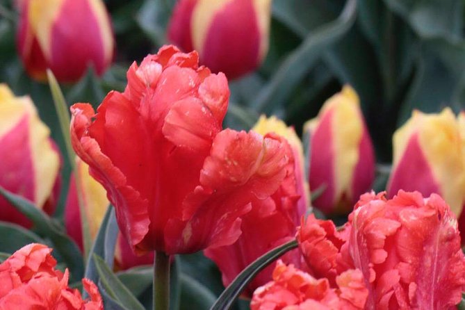 Amsterdam TulipFields of Holland Tour - Should you book the Amsterdam Tulip Fields of Holland Tour?