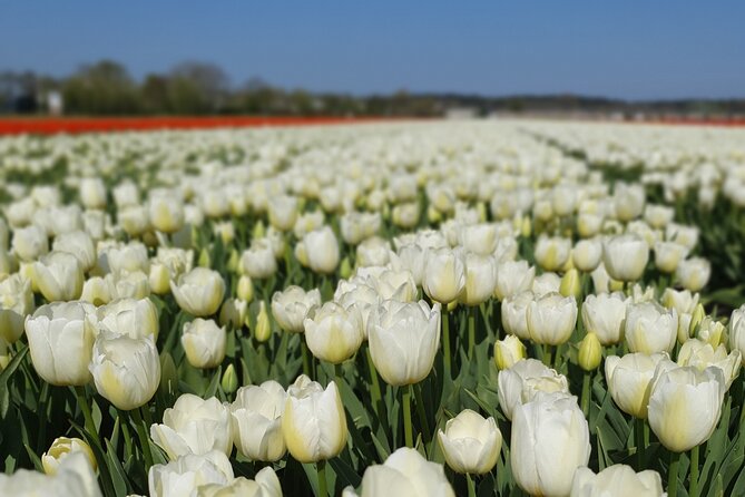 Amsterdam TulipFields of Holland Tour - De Tulperij and the farmer’s view