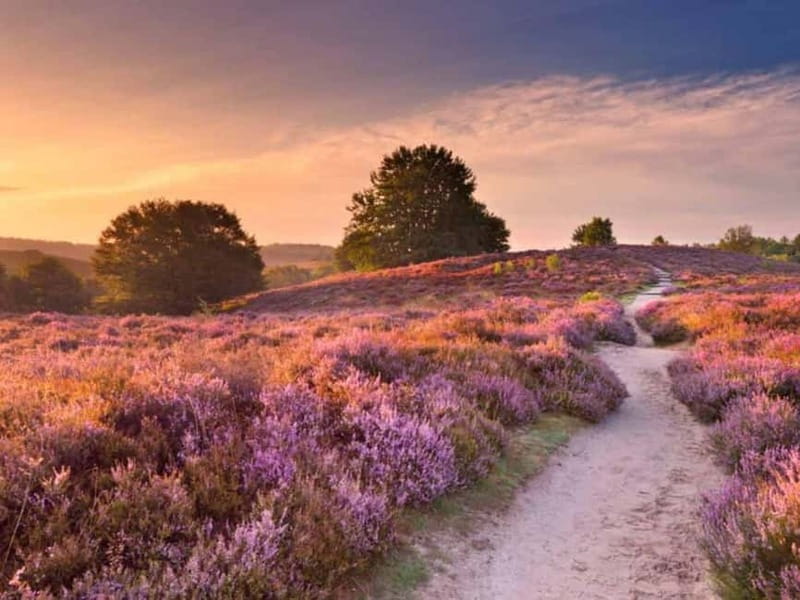 Arnhem: 8-hour culinary car tour of Veluwe - A self-guided day through the Veluwe