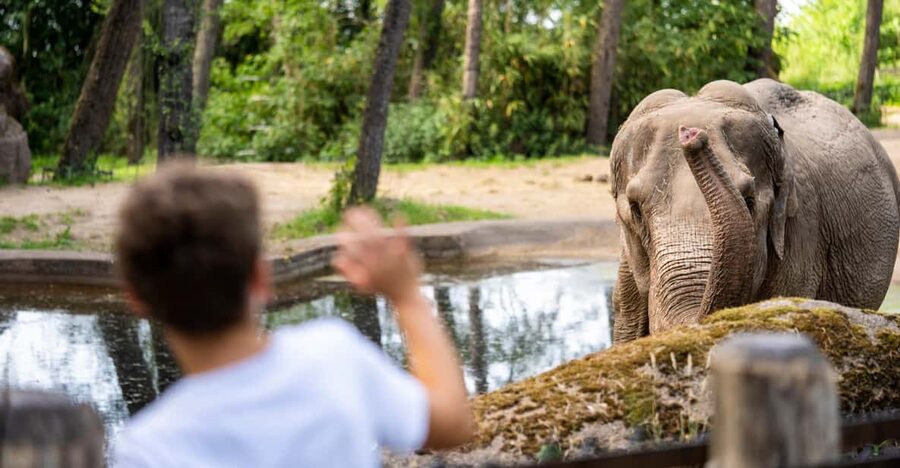 Arnhem: Burgers' Zoo Entry Ticket - Why Burgers’ Zoo feels different from a standard zoo