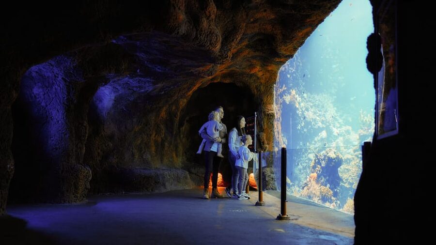 Arnhem: Burgers' Zoo Entry Ticket - The Mangrove: Belize, butterflies, manatees, and crabs