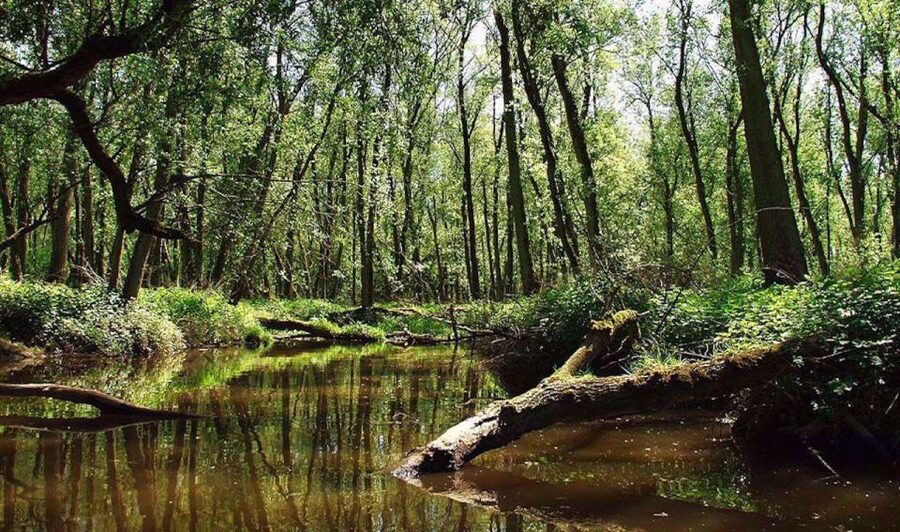 Biesbosch: Boat Cruise through National Park - Practical tips for a better ride