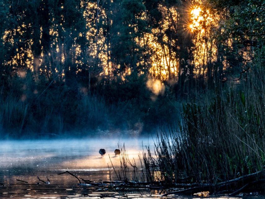 Biesbosch: Boat Cruise through National Park - Following the park’s waterways