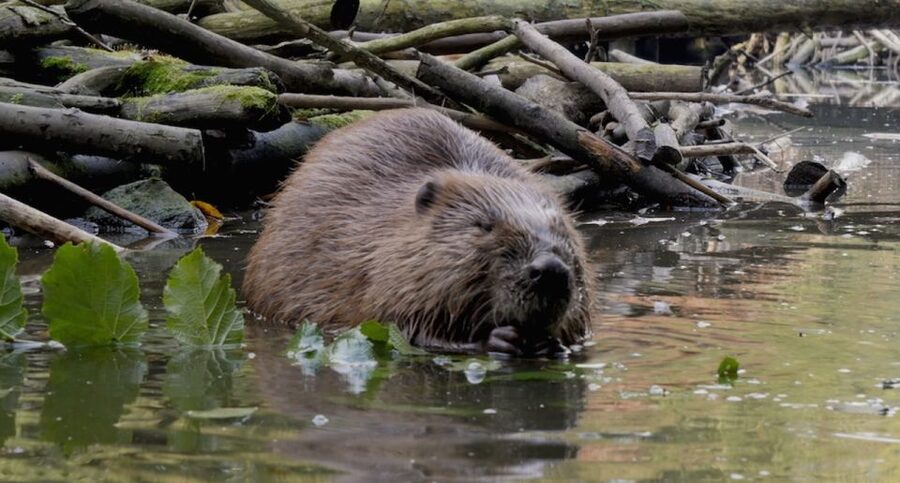 Biesbosch: Boat Cruise through National Park - Wildlife watching without false promises