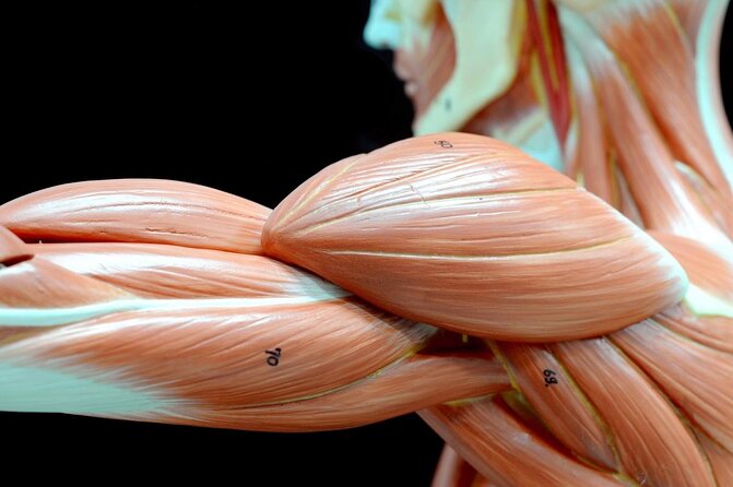 Body Worlds Amsterdam Admission Ticket - Key points to know before you go