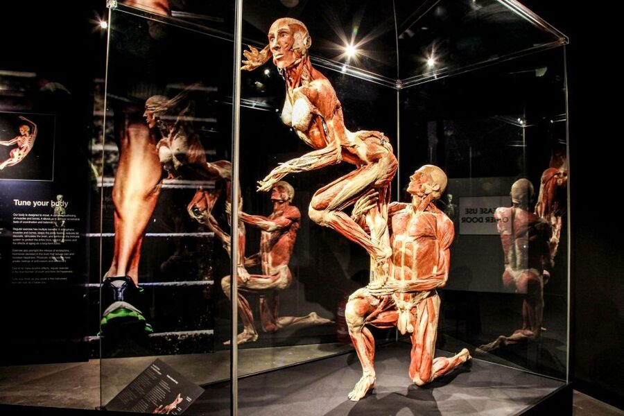 Body Worlds Amsterdam: The Happiness Project Ticket - Location, timing, and access
