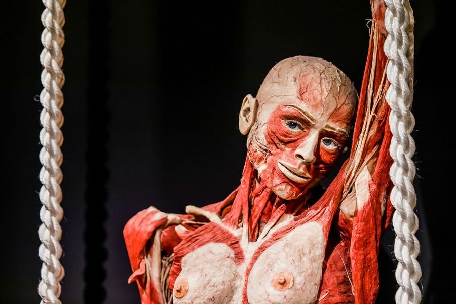 Body Worlds Amsterdam: The Happiness Project Ticket - Who should book Body Worlds Amsterdam?