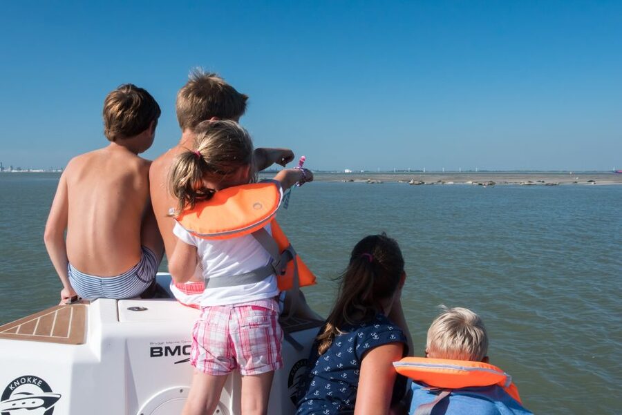 Cadzand: Seal Discovery Boat Tour with Glass of Champagne - Key points to know before booking