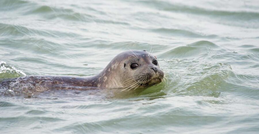 Cadzand: Seal Discovery Boat Tour with Glass of Champagne - Champagne with the seals