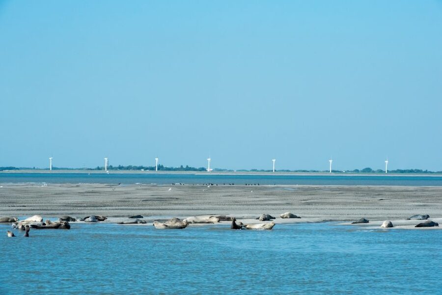 Cadzand: Seal Discovery Boat Tour with Glass of Champagne - Who will enjoy this trip most