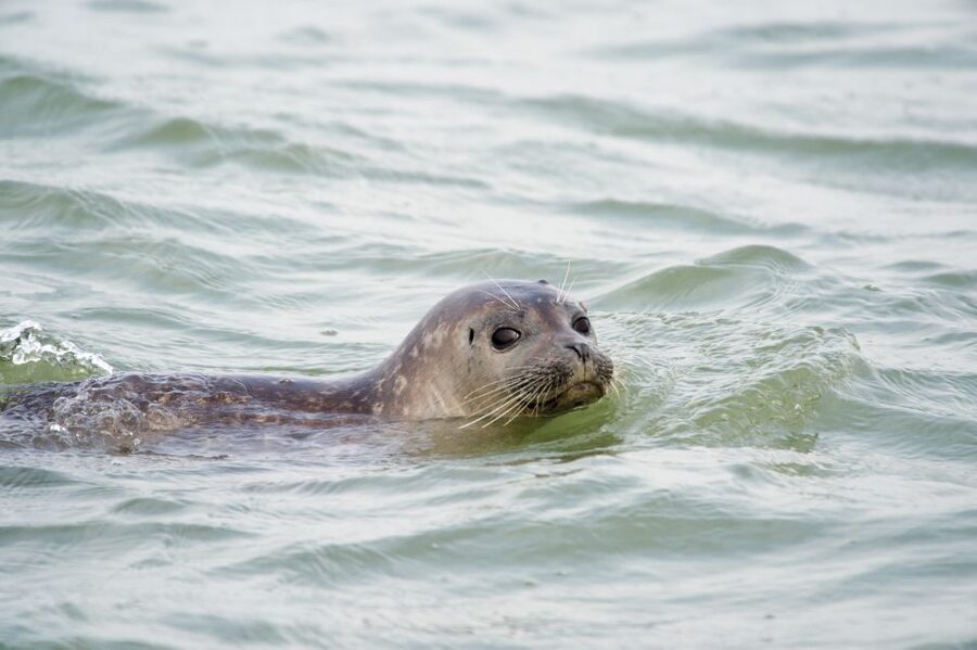 Cadzand: Seal Discovery Boat Tour with Glass of Champagne - FAQ
