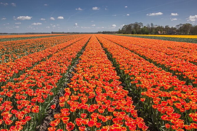 Day Trip to Famous Tulip Route in Noordoostpolder From Amsterdam - Why Noordoostpolder is different from Keukenhof