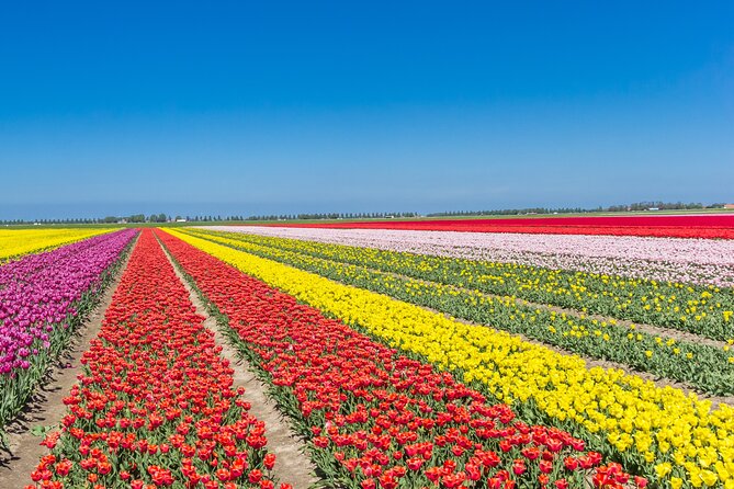 Day Trip to Famous Tulip Route in Noordoostpolder From Amsterdam - The 9:00 a.m. departure from Amsterdam