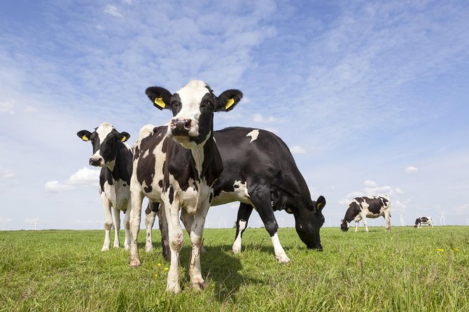 Drive it yourself electric Dutch Countryside GPS audio tour - Two hours at your own pace