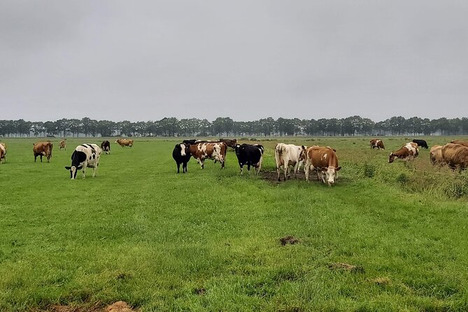 Dutch Windmills & Polder Walking Tour - Along the Zijl River into the polders