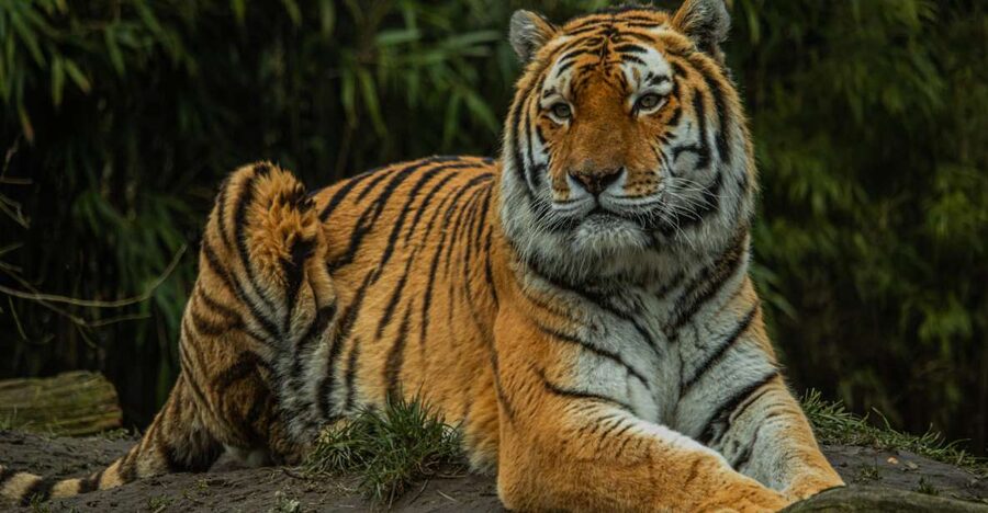 Eindhoven Zoo Entry Ticket - What Your Day at Eindhoven Zoo Feels Like