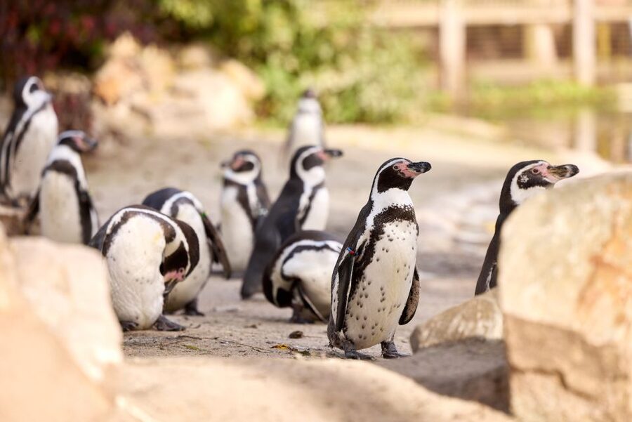 Eindhoven Zoo Entry Ticket - Big Cats, Rhinos, and Elephants Take Center Stage