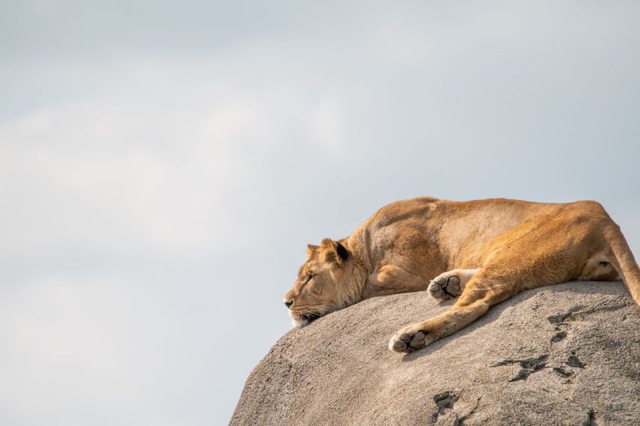 Emmen: Wildlands Adventure Zoo and Rimbula River Boat Ride - Is $32 a fair price for one day?