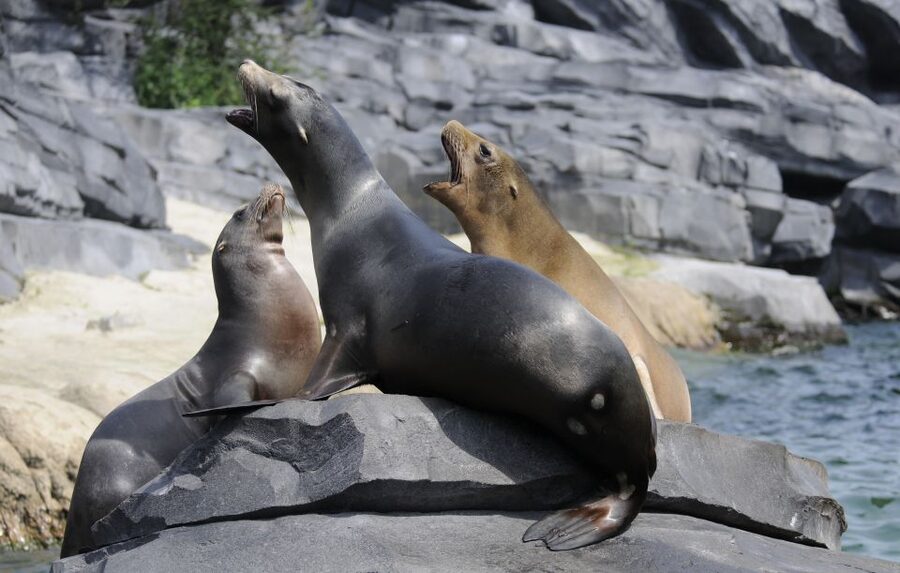 Emmen: Wildlands Adventure Zoo and Rimbula River Boat Ride - Why WILDLANDS feels different from a standard zoo