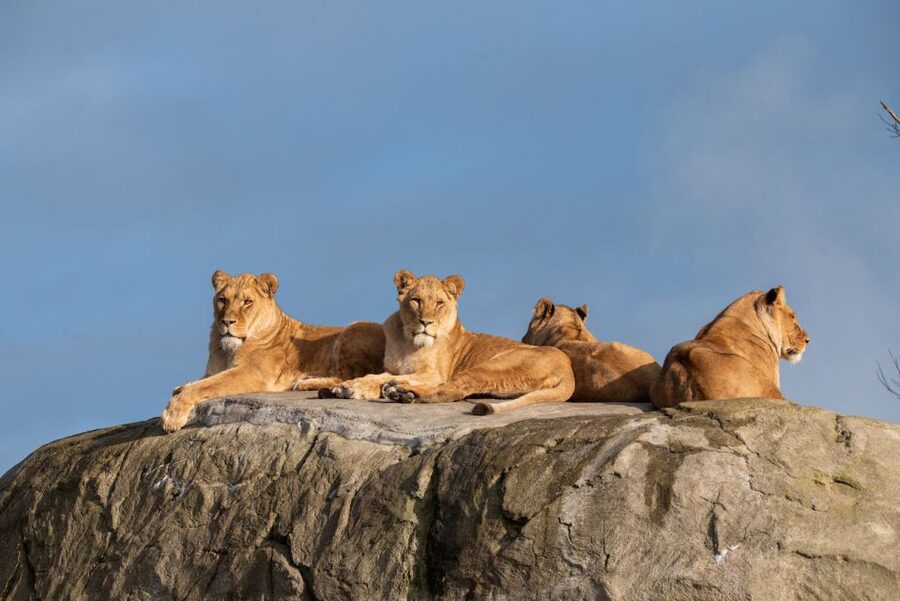 Emmen: Wildlands Adventure Zoo and Rimbula River Boat Ride - The Rimbula River boat ride is Jungola’s centerpiece