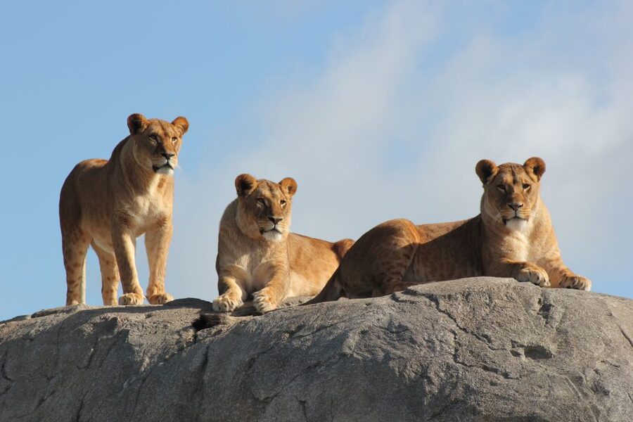 Emmen: Wildlands Adventure Zoo and Rimbula River Boat Ride - Nortica brings polar bears, penguins, and sea lions