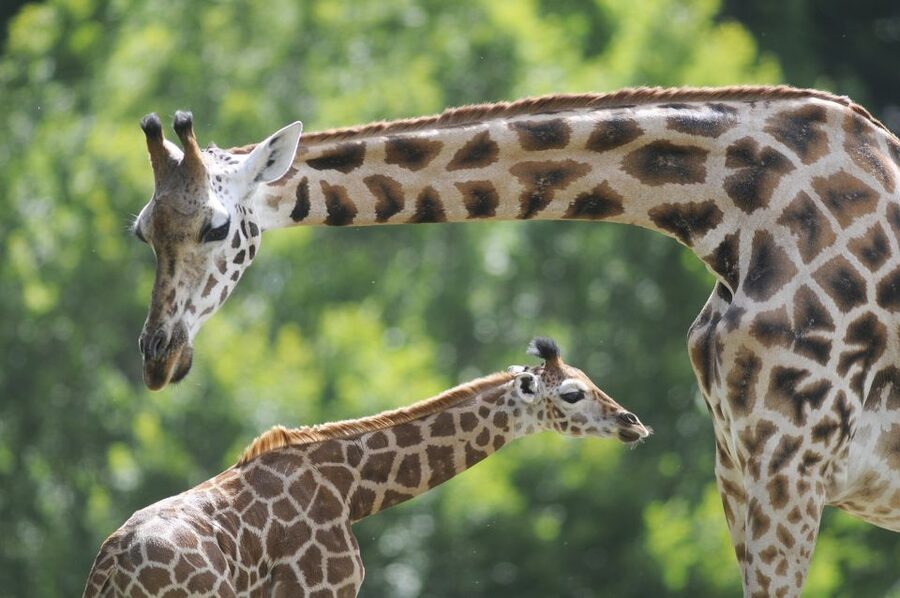 Emmen: Wildlands Adventure Zoo and Rimbula River Boat Ride - Food and breaks at WILDLANDS