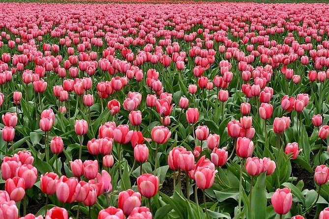 Enjoy the tulip fields by bicycle with a local guide! Tulip bike tour! - Why cycling is a smart way to see the bulb region