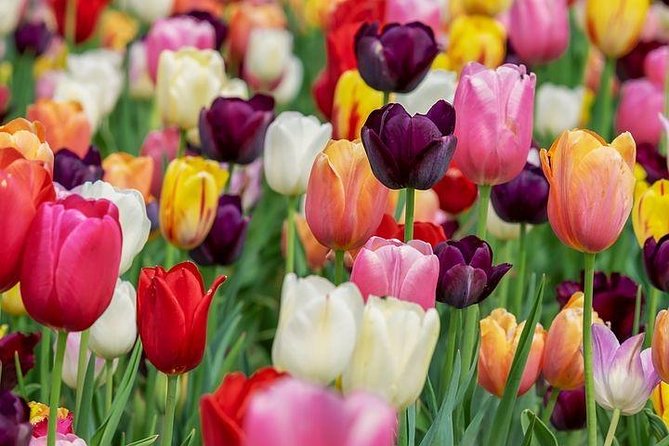 Enjoy the tulip fields by bicycle with a local guide! Tulip bike tour! - Het Vierkant, the tourist office, and the center of town