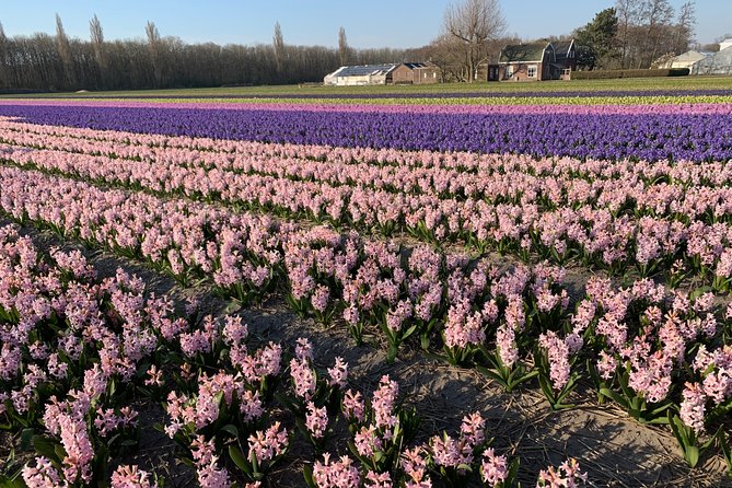 Enjoy the tulip fields by bicycle with a local guide! Tulip bike tour! - De Tulperij, where flowers meet bulb farming