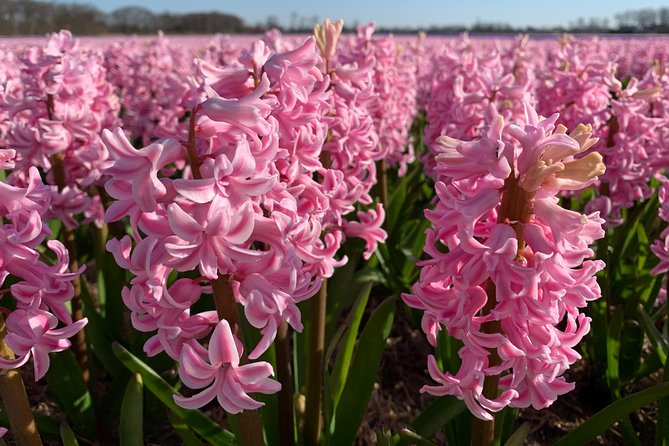 Enjoy the tulip fields by bicycle with a local guide! Tulip bike tour! - Keukenhof Castle and its old kitchen garden