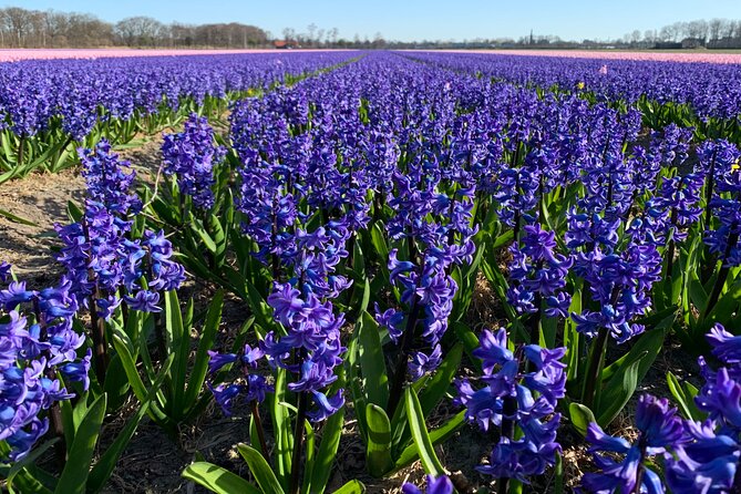 Enjoy the tulip fields by bicycle with a local guide! Tulip bike tour! - Lisse’s tulip fields, with the route adjusted for bloom