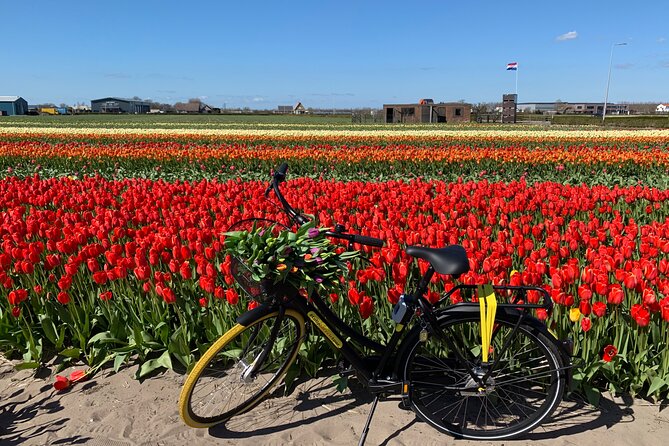 Enjoy the tulip fields by bicycle with a local guide! Tulip bike tour! - Starting in Lisse at Sint Agathakerk