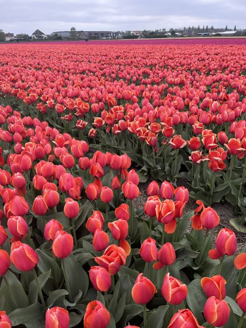 Enjoy the tulip fields in a Landrover with a local guide! - Why a Land Rover is a smart way to see Lisse