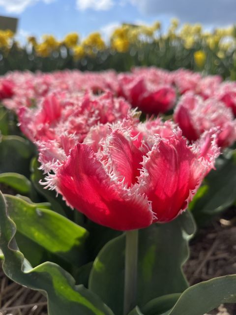 Enjoy the tulip fields in a Landrover with a local guide! - The first 70 minutes: church, countryside, and flower fields