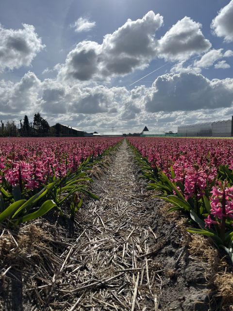Enjoy the tulip fields in a Landrover with a local guide! - The Lisserpool Mill photo stop