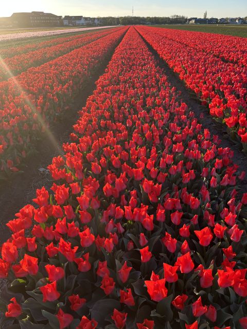 Enjoy the tulip fields in a Landrover with a local guide! - Keukenhof Castle and the final hour