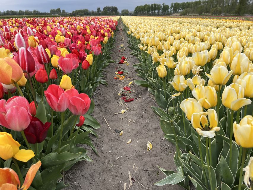 Enjoy the tulip fields in a Landrover with a local guide! - What the guides add to the experience