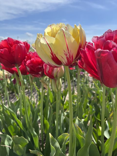 Enjoy the tulip fields in a Landrover with a local guide! - Starting at Restaurant Hanami in Lisse