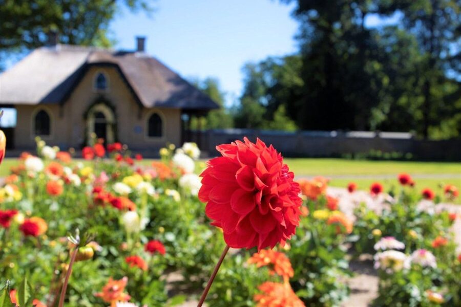 From Amsterdam: Holland Flower and Windmill Tour - summer ed - A summer flower trip beyond the tulip season