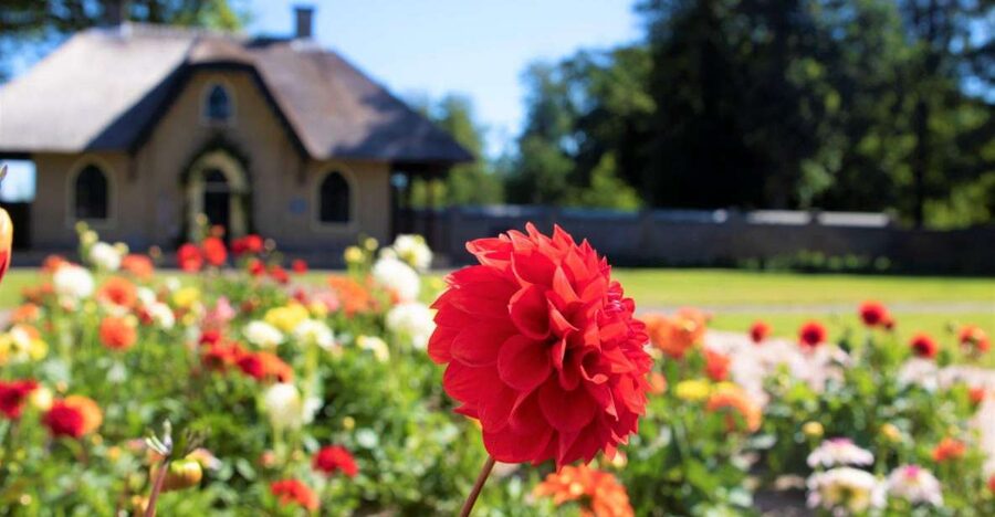From Amsterdam: Holland Flower and Windmill Tour - summer ed - Meeting Daan at De Tulperij