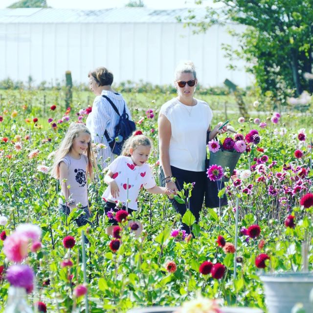 From Amsterdam: Holland Flower and Windmill Tour - summer ed - Coffee and Anja’s homemade apple pie
